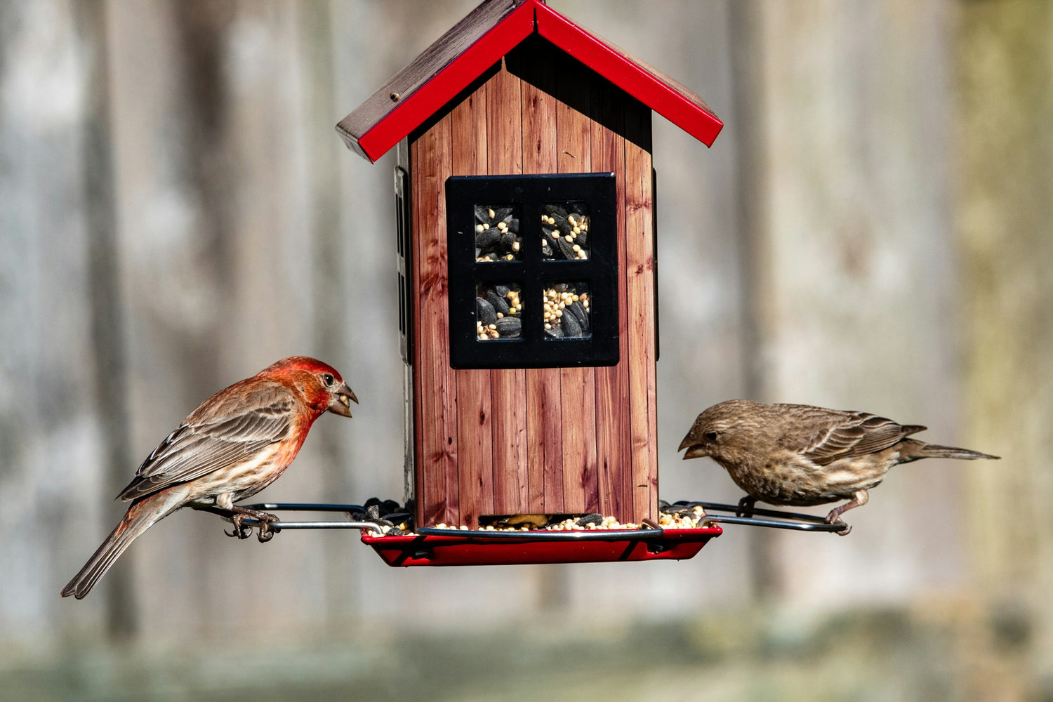 Bird Feeders