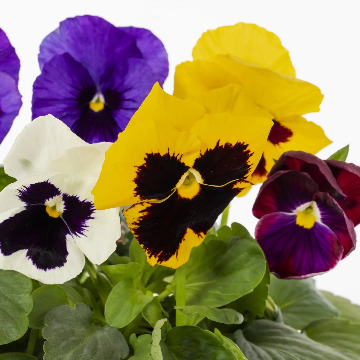 2.5QT Multicolor Blotch Mix Pansy Live Plants