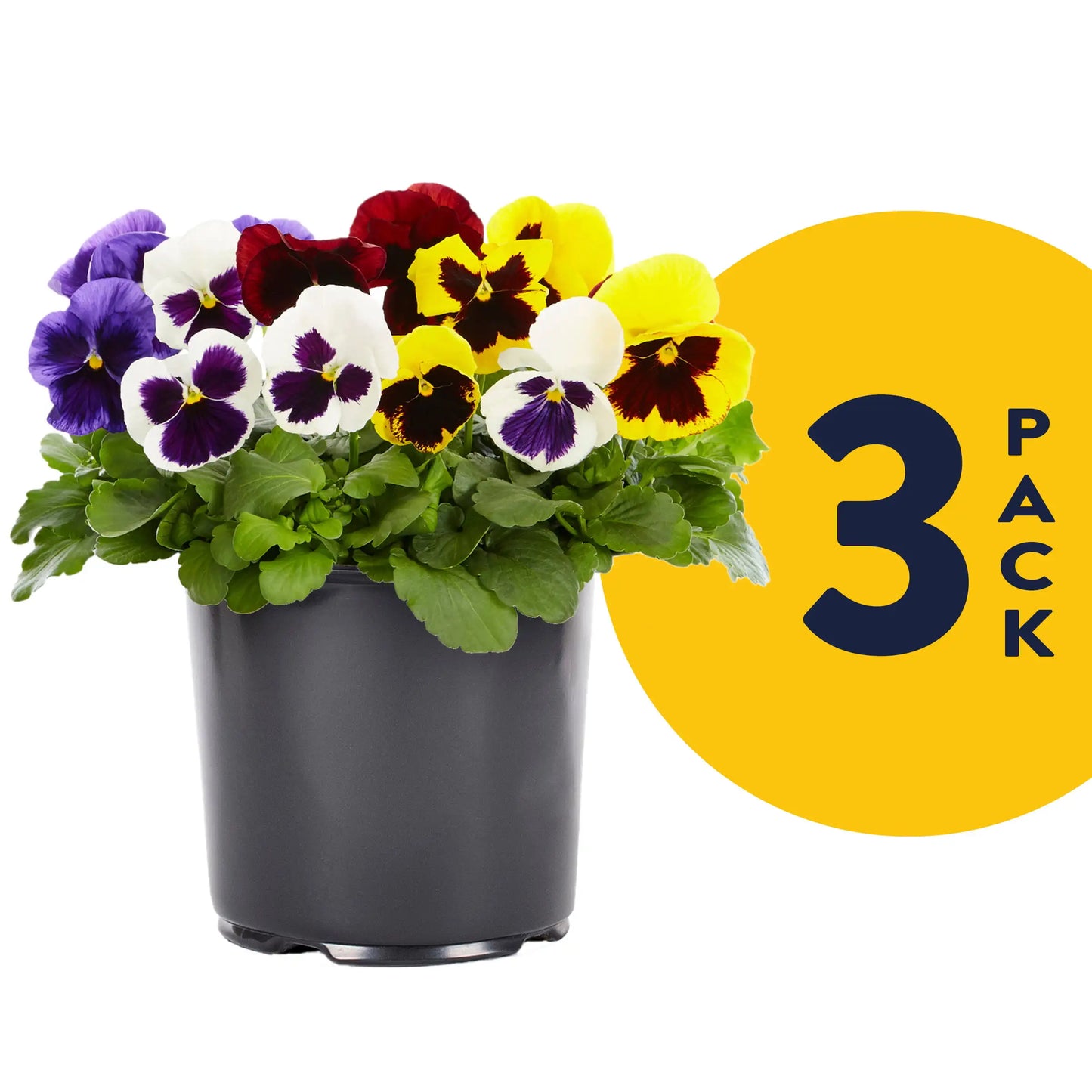 2.5QT Multicolor Blotch Mix Pansy Live Plants